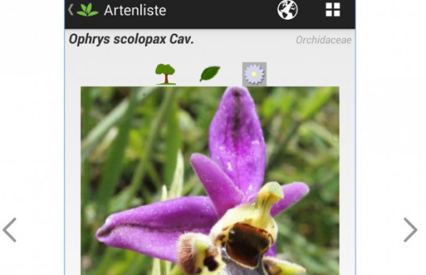 plantnet app